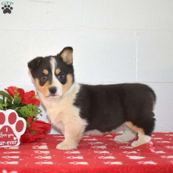 Penelope, Pembroke Welsh Corgi Puppy