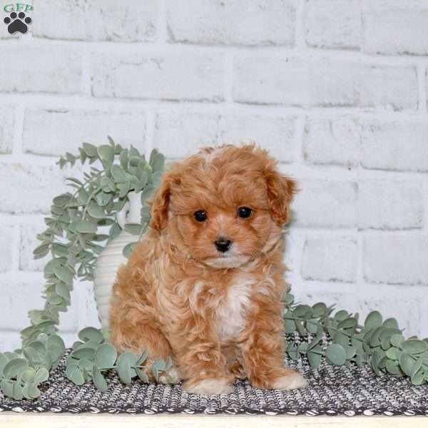 Penelope, Cavapoo Puppy