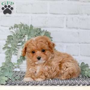 Penelope, Cavapoo Puppy