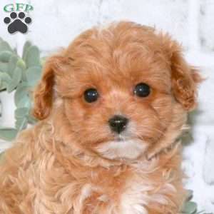 Penelope, Cavapoo Puppy