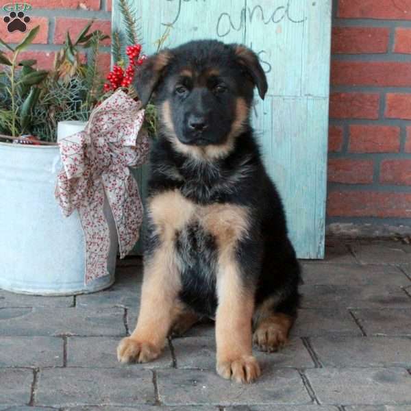 Penny, German Shepherd Puppy