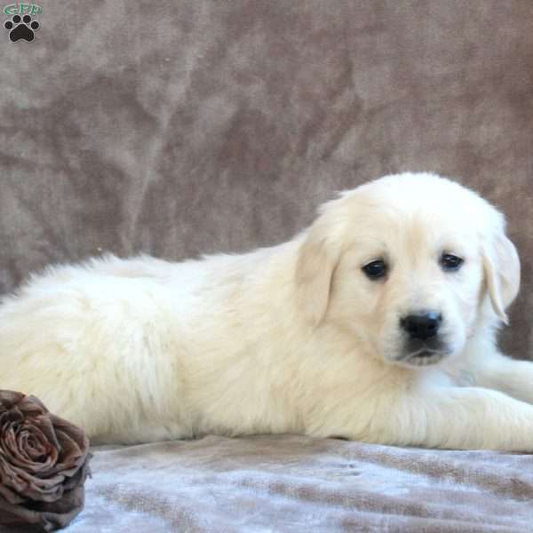 Penny, English Cream Golden Retriever Puppy