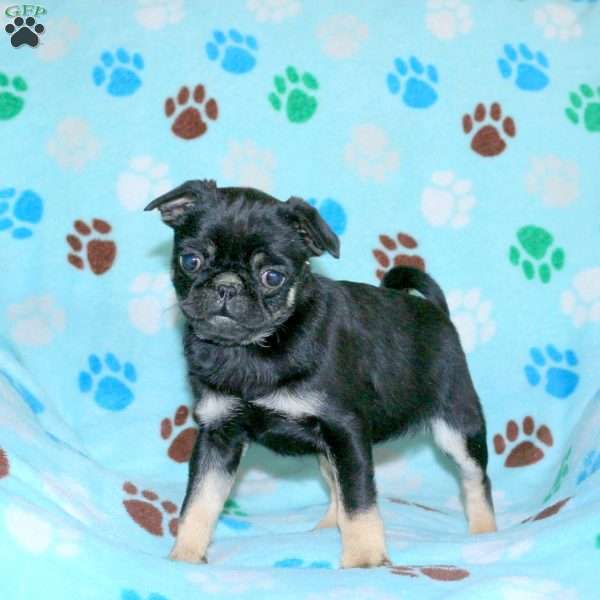 Penny, Pug Puppy