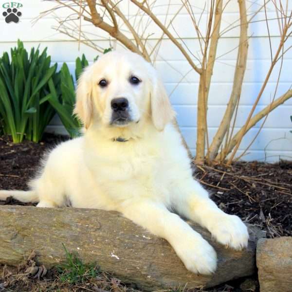 Penny, English Cream Golden Retriever Puppy