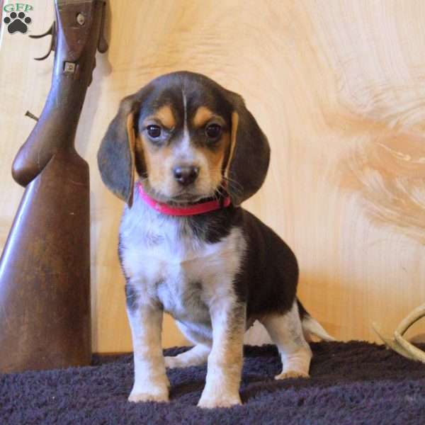 Penny, Beagle Puppy