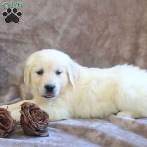 Penny, English Cream Golden Retriever Puppy