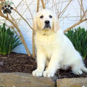 Penny, English Cream Golden Retriever Puppy