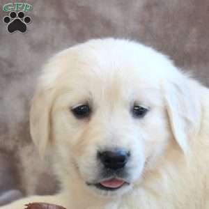 Penny, English Cream Golden Retriever Puppy