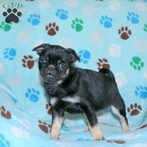 Penny, Pug Puppy