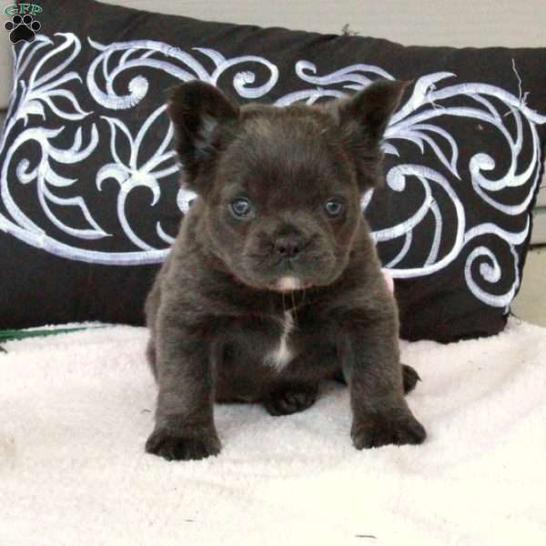 Pepper, French Bulldog Puppy