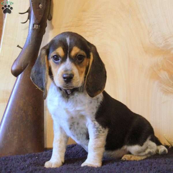 Pepper, Beagle Puppy