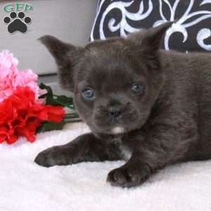 Pepper, French Bulldog Puppy