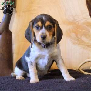 Pepper, Beagle Puppy