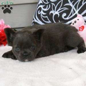 Pepper, French Bulldog Puppy