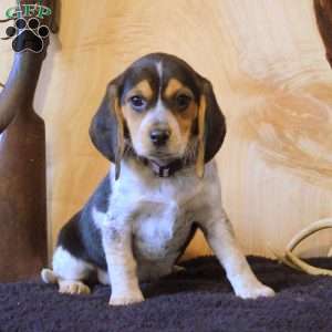 Pepper, Beagle Puppy