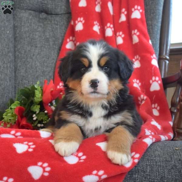 Peppermint, Bernese Mountain Dog Puppy