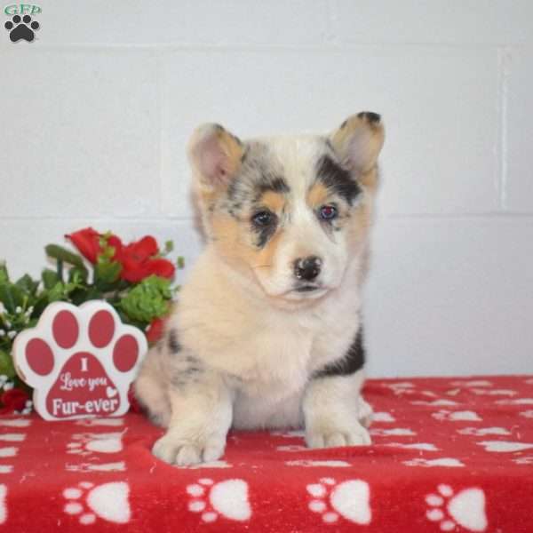 Peppermint, Pembroke Welsh Corgi Puppy