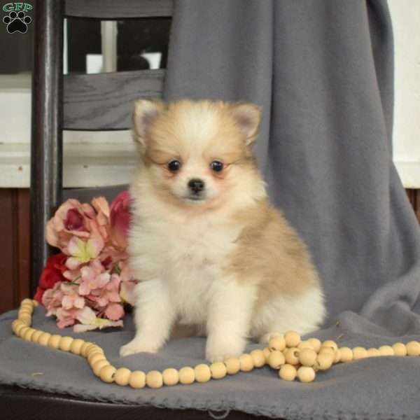 Peppermint, Pomeranian Puppy