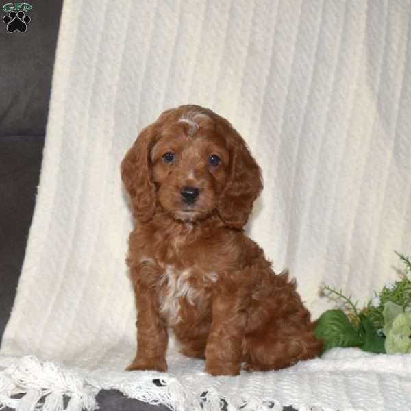 Peppermint, Cockapoo Puppy