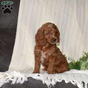 Peppermint, Cockapoo Puppy