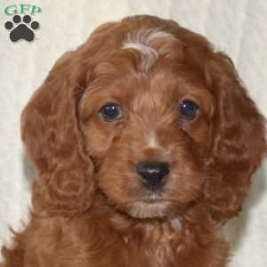 Peppermint, Cockapoo Puppy