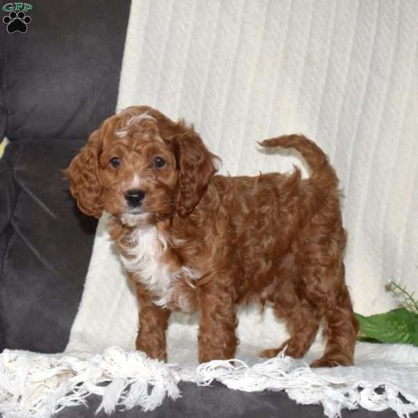 Pepsi, Cockapoo Puppy