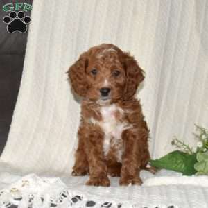 Pepsi, Cockapoo Puppy