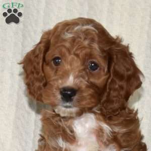 Pepsi, Cockapoo Puppy