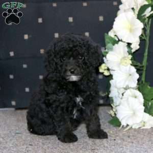 Pepsi, Cockapoo Puppy