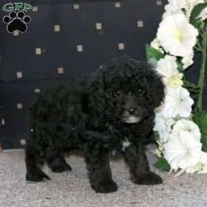 Pepsi, Cockapoo Puppy