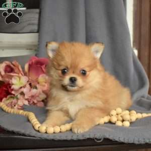 Pomeranian Puppies For Sale - Greenfield Puppies