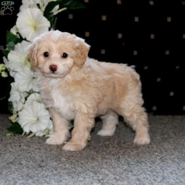 Petals, Cockapoo Puppy