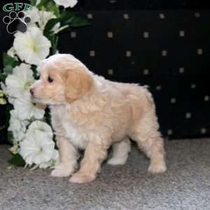 Petals, Cockapoo Puppy