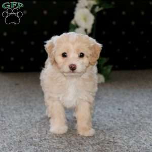 Petals, Cockapoo Puppy