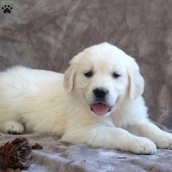 Peter, English Cream Golden Retriever Puppy