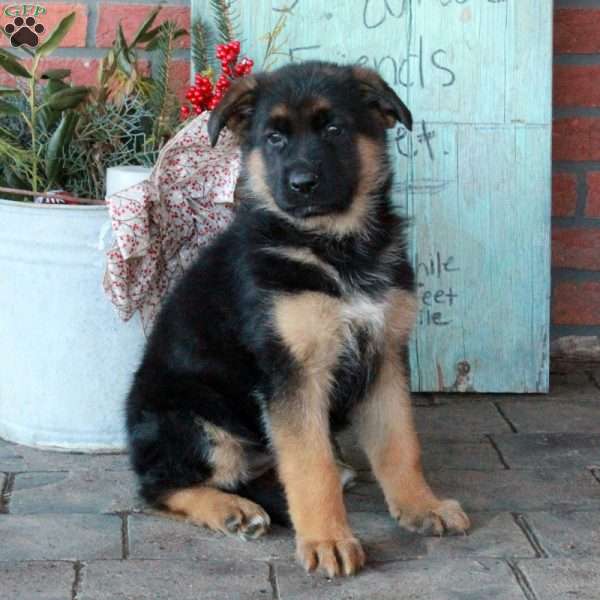 Petunia, German Shepherd Puppy