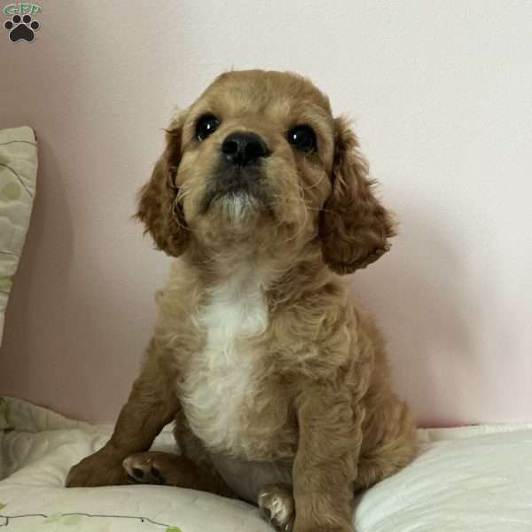 Petunia, Cavapoo Puppy