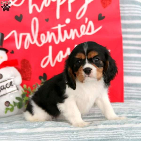 Peyton, Cavalier King Charles Spaniel Puppy