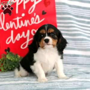 Peyton, Cavalier King Charles Spaniel Puppy