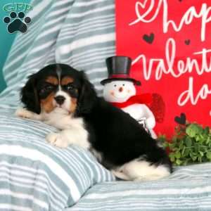 Peyton, Cavalier King Charles Spaniel Puppy