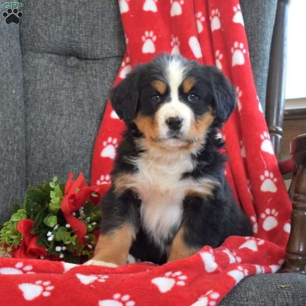 Phoenix, Bernese Mountain Dog Puppy