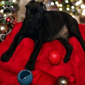 Sophie, Cane Corso Puppy