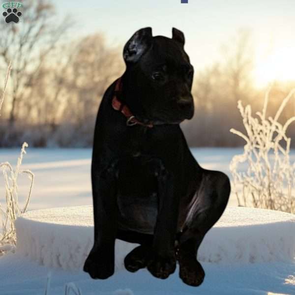 Red, Cane Corso Puppy