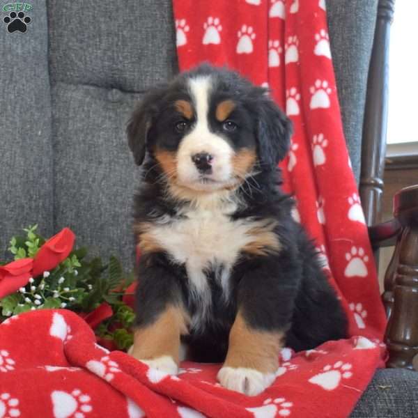 Pickles, Bernese Mountain Dog Puppy