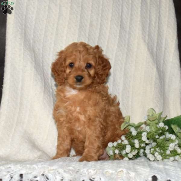 Pickles, Cockapoo Puppy