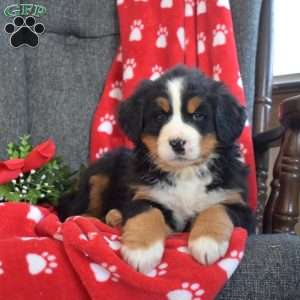 Pickles, Bernese Mountain Dog Puppy