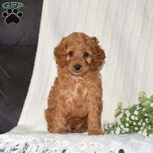 Pickles, Cockapoo Puppy