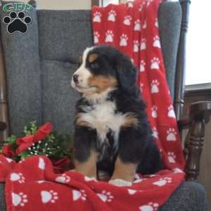 Pickles, Bernese Mountain Dog Puppy