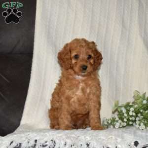 Pickles, Cockapoo Puppy