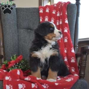 Pickles, Bernese Mountain Dog Puppy